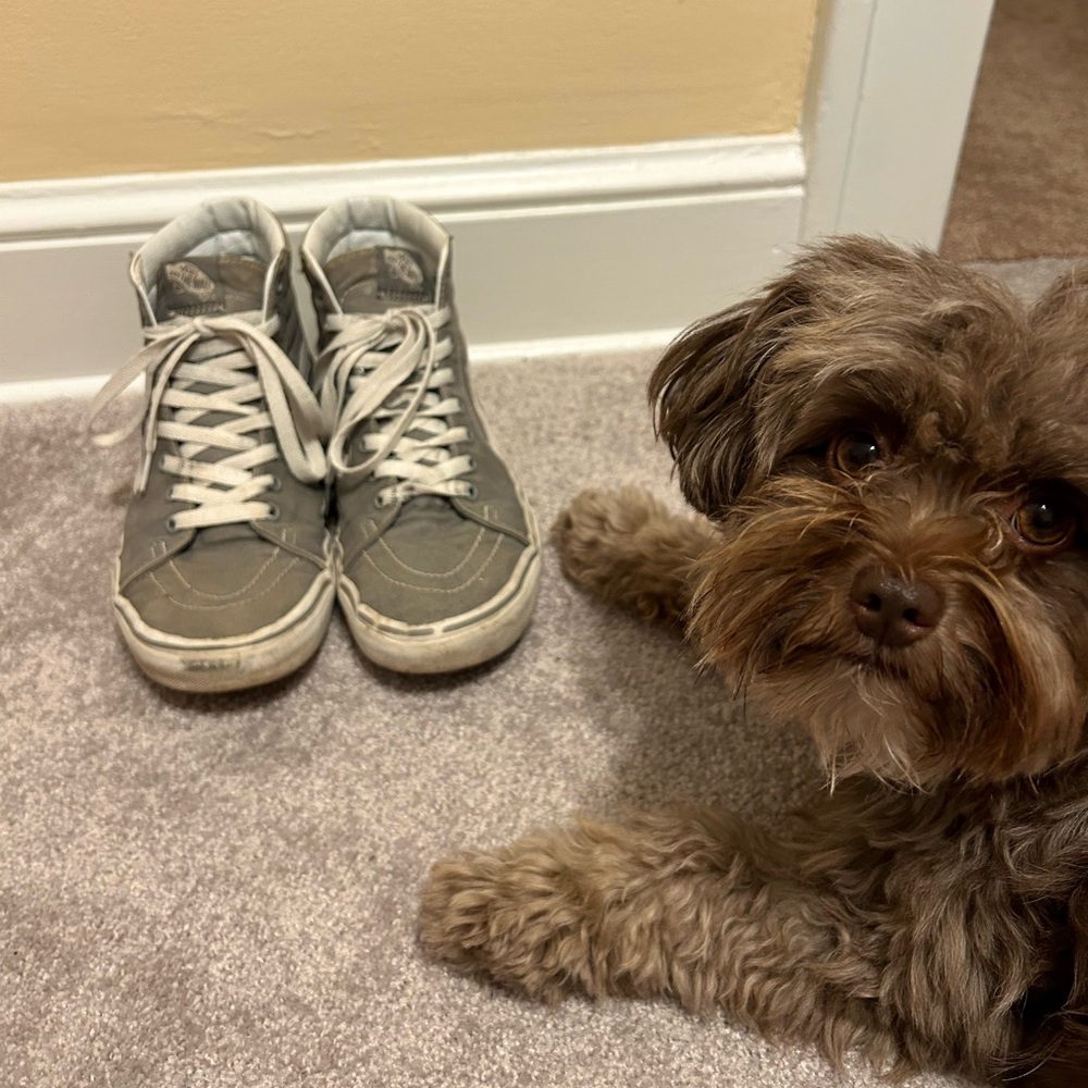 Vans grey shoes